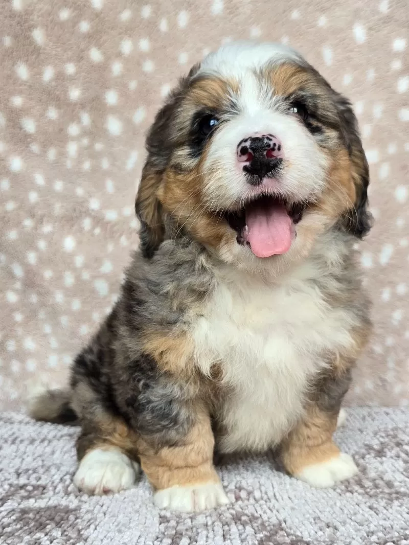 Puppy Name: Ellie