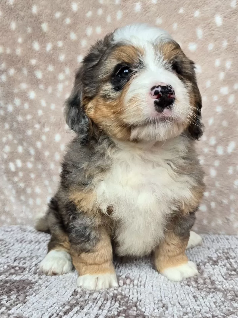 Ellie