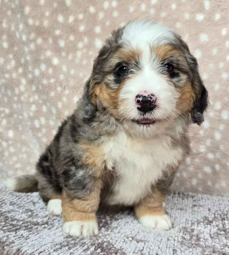 Ellie