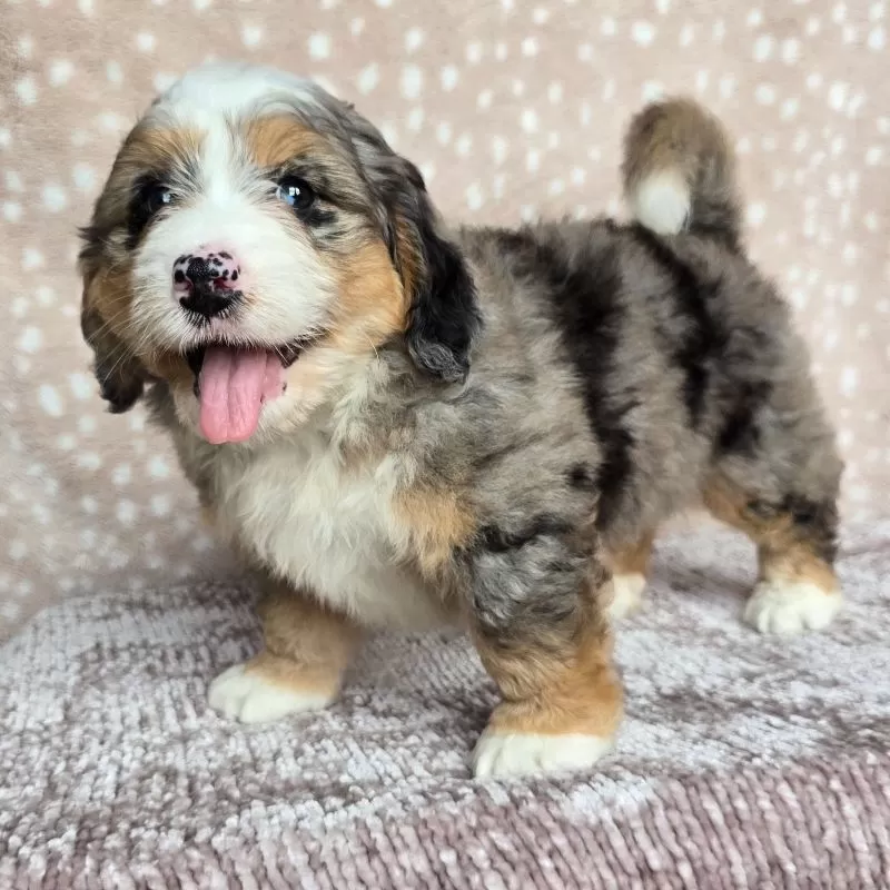 Ellie