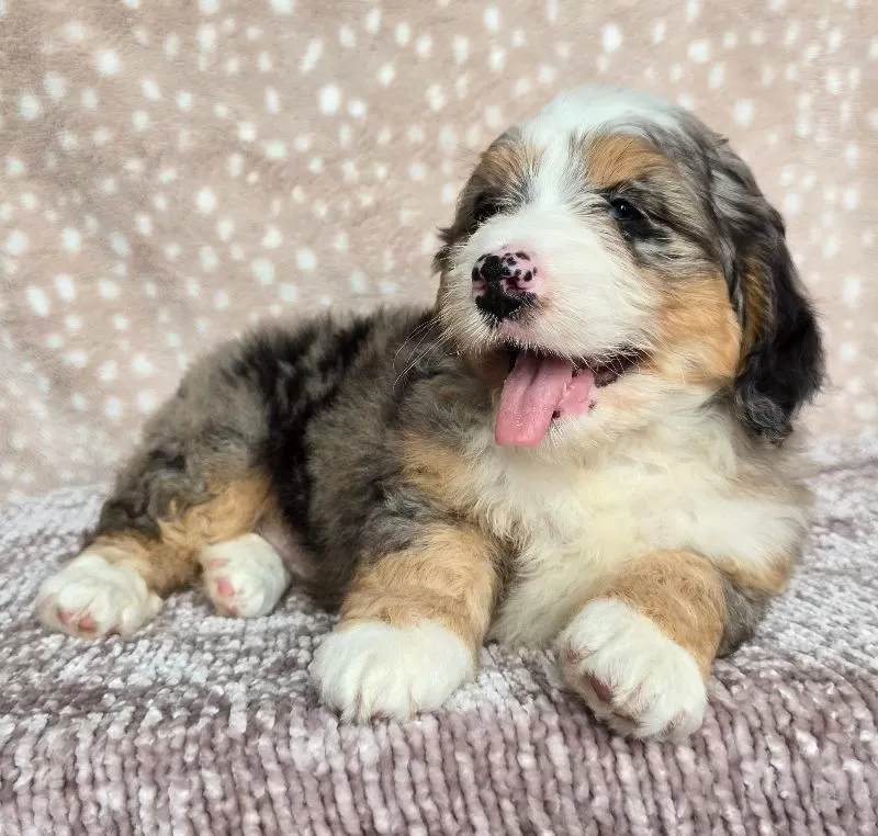 Ellie