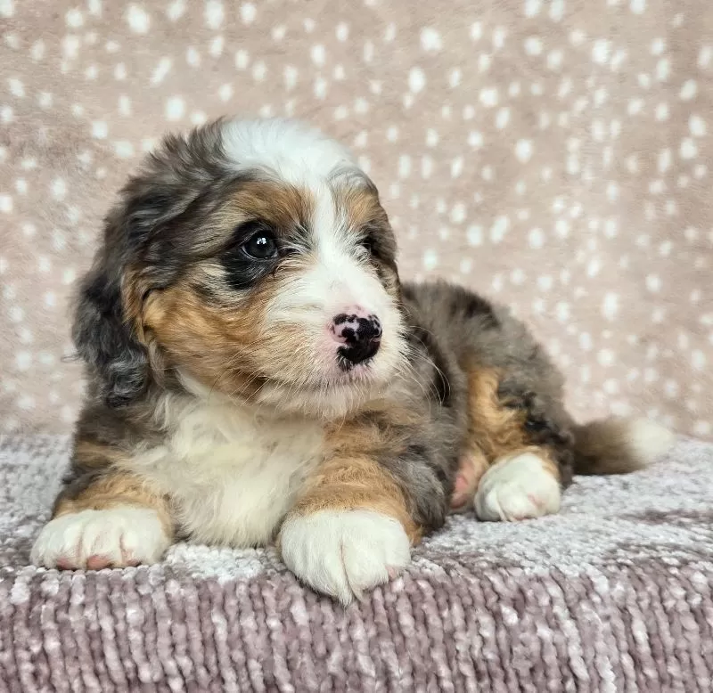 Ellie