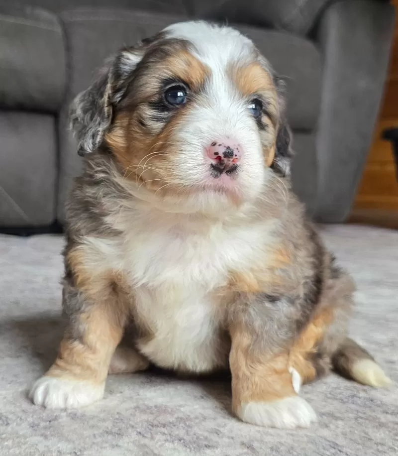 Ellie
