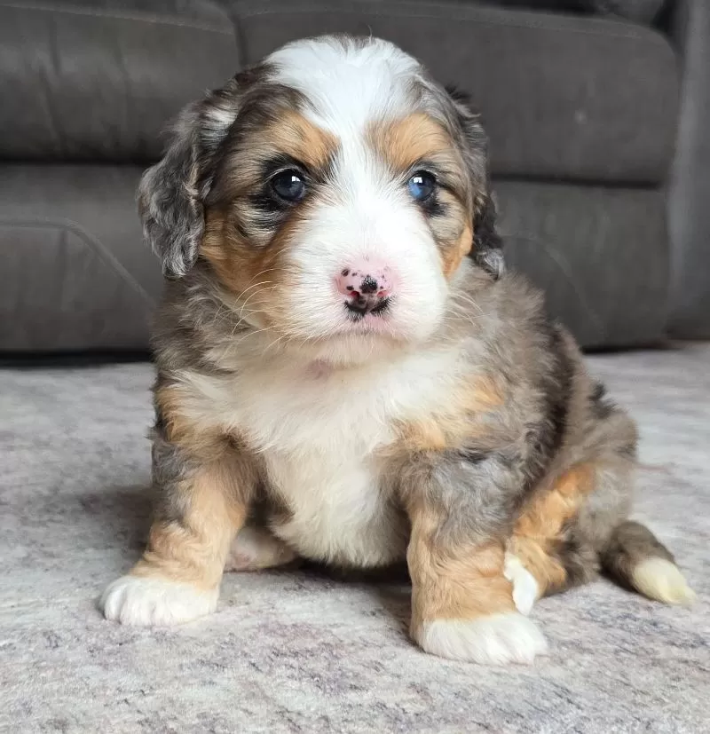 Ellie
