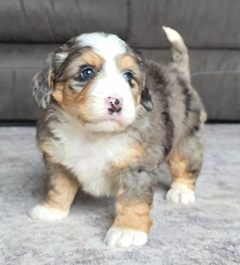 Ellie