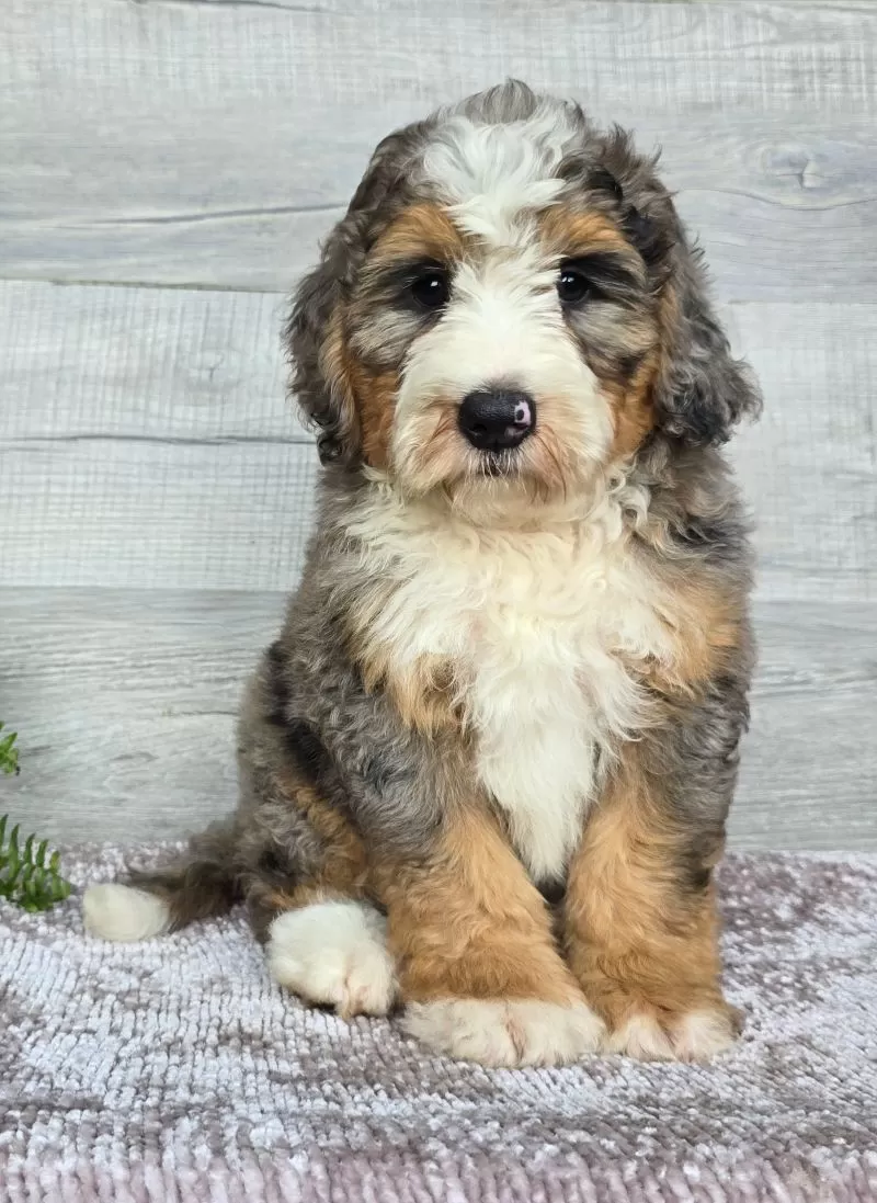 Puppy Name: Mini Ace
