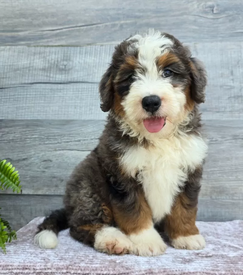 Puppy Name: Mini Jax