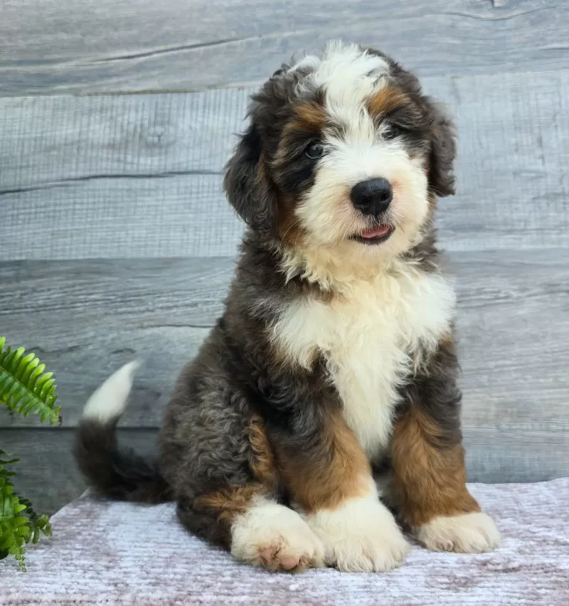 Mini Jax