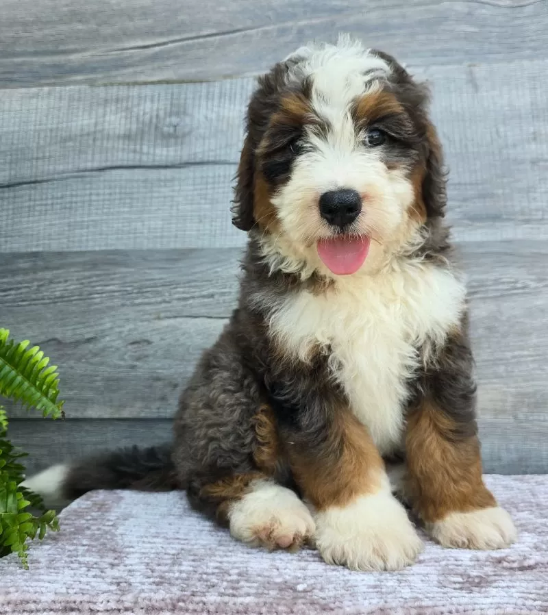 Mini Jax