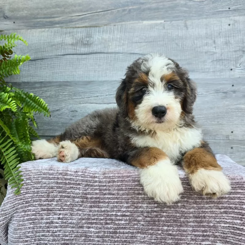 Mini Jax