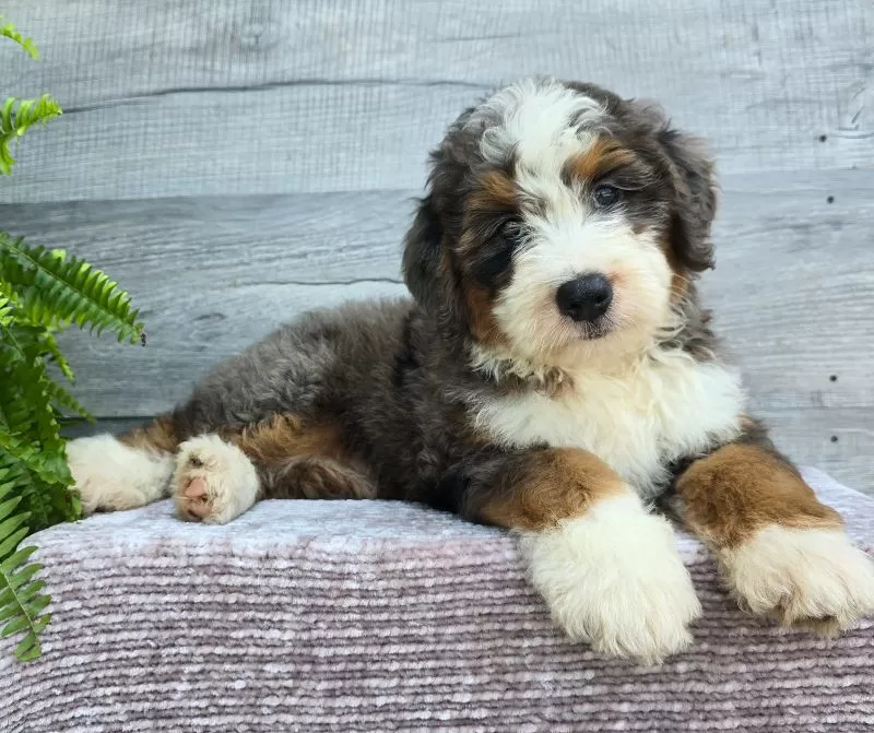 Mini Jax