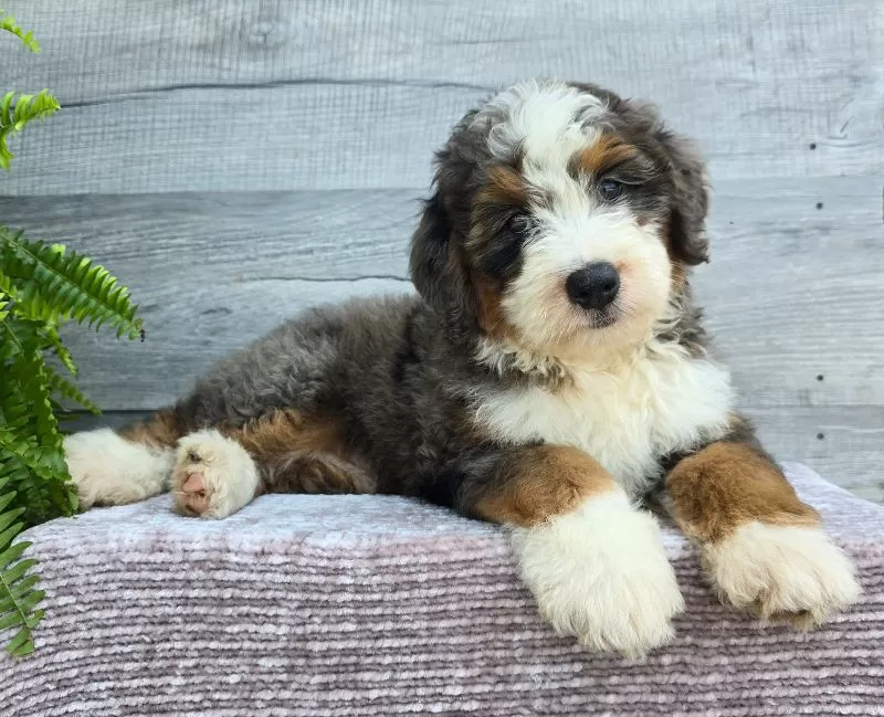 Mini Jax