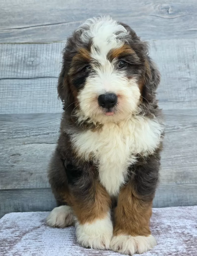 Mini Jax