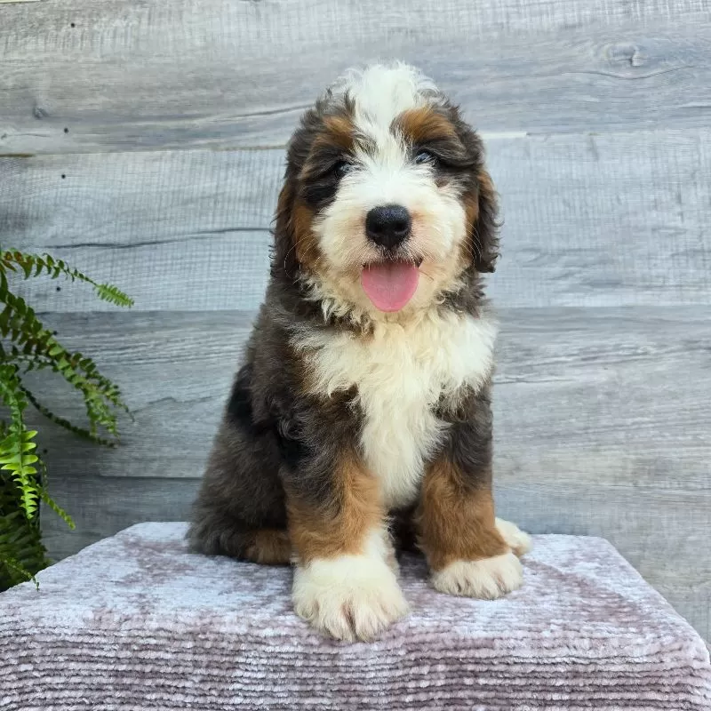 Mini Jax