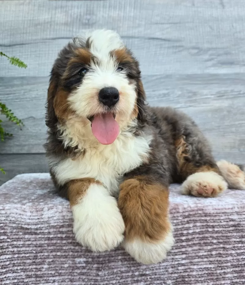 Mini Jax
