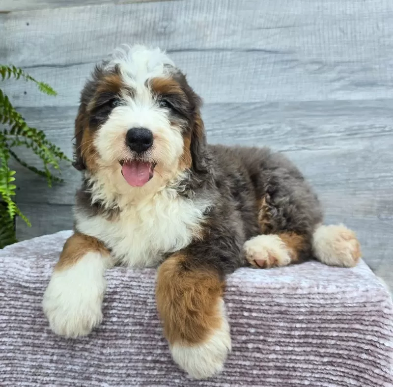 Mini Jax