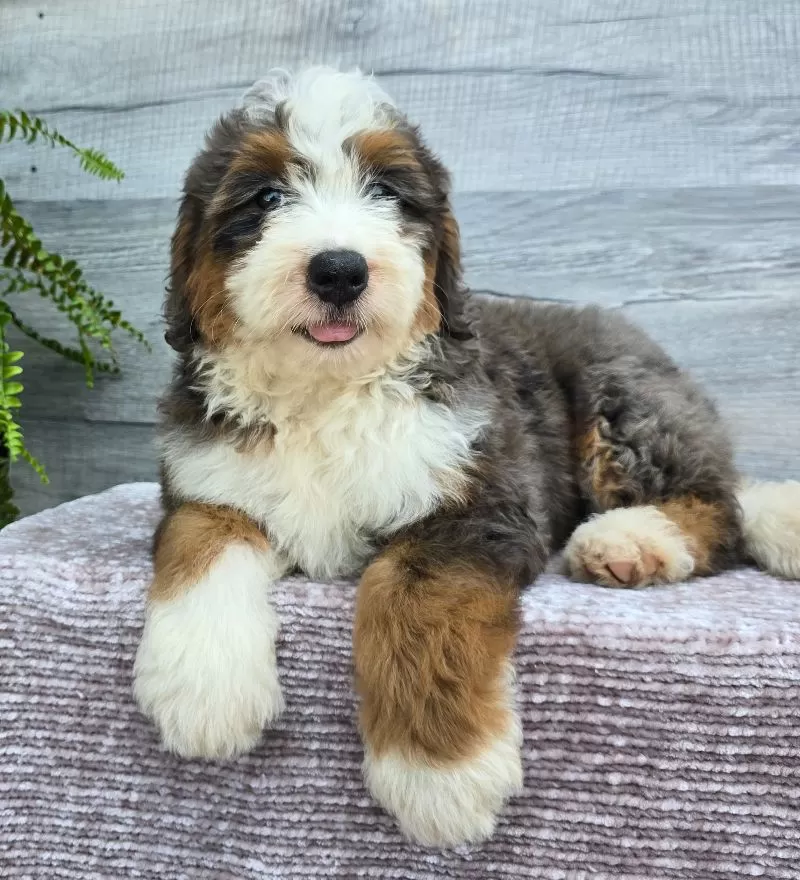 Mini Jax