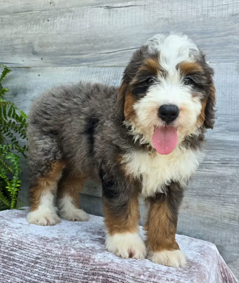 Mini Jax