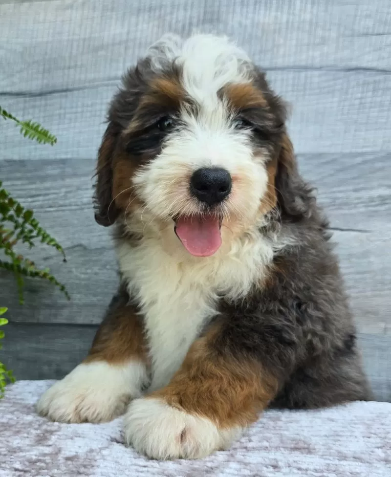 Mini Jax