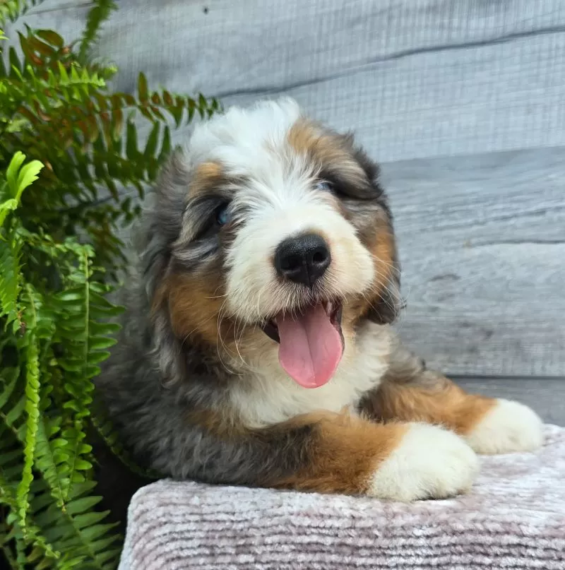 Puppy Name: Mini Knox