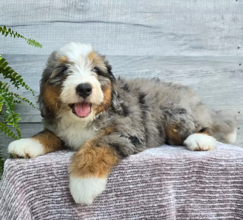 Mini Knox
