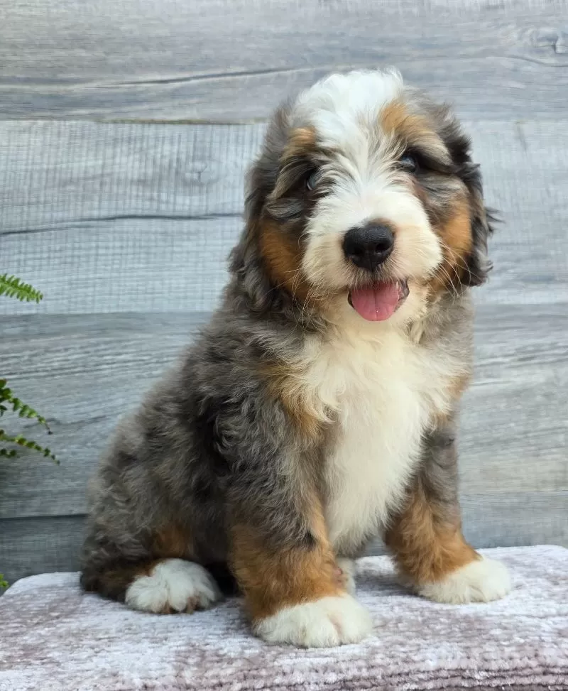 Mini Knox
