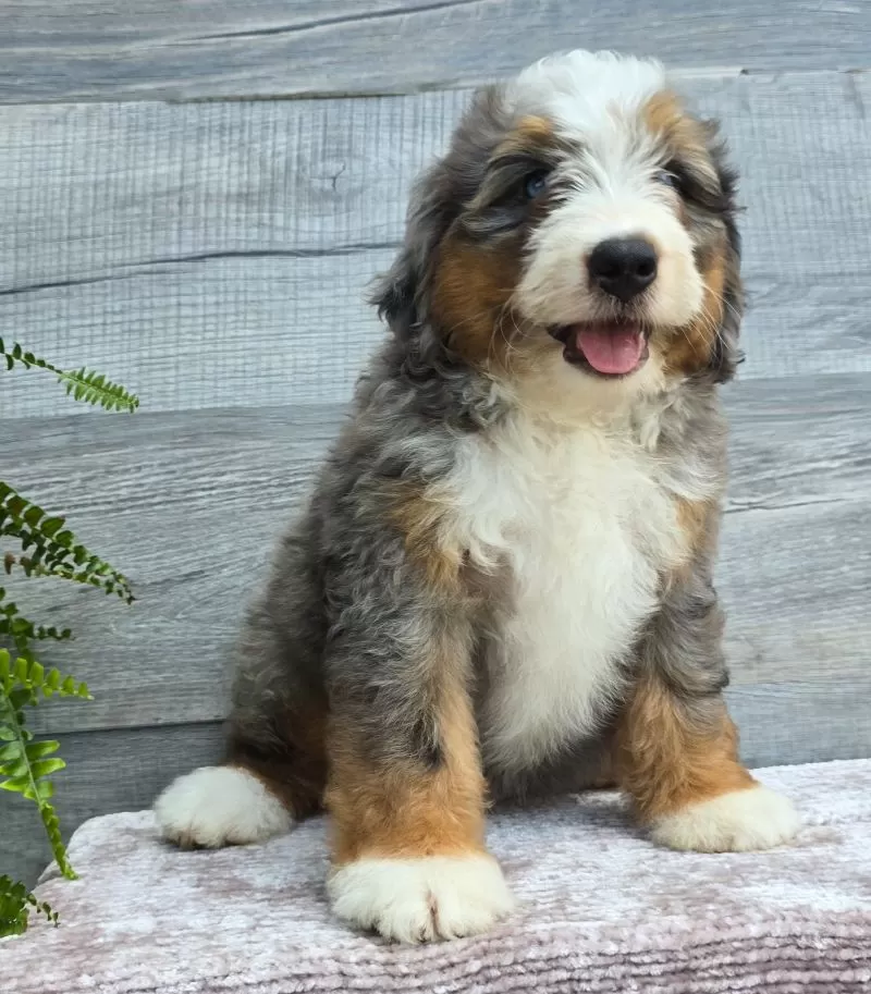 Mini Knox