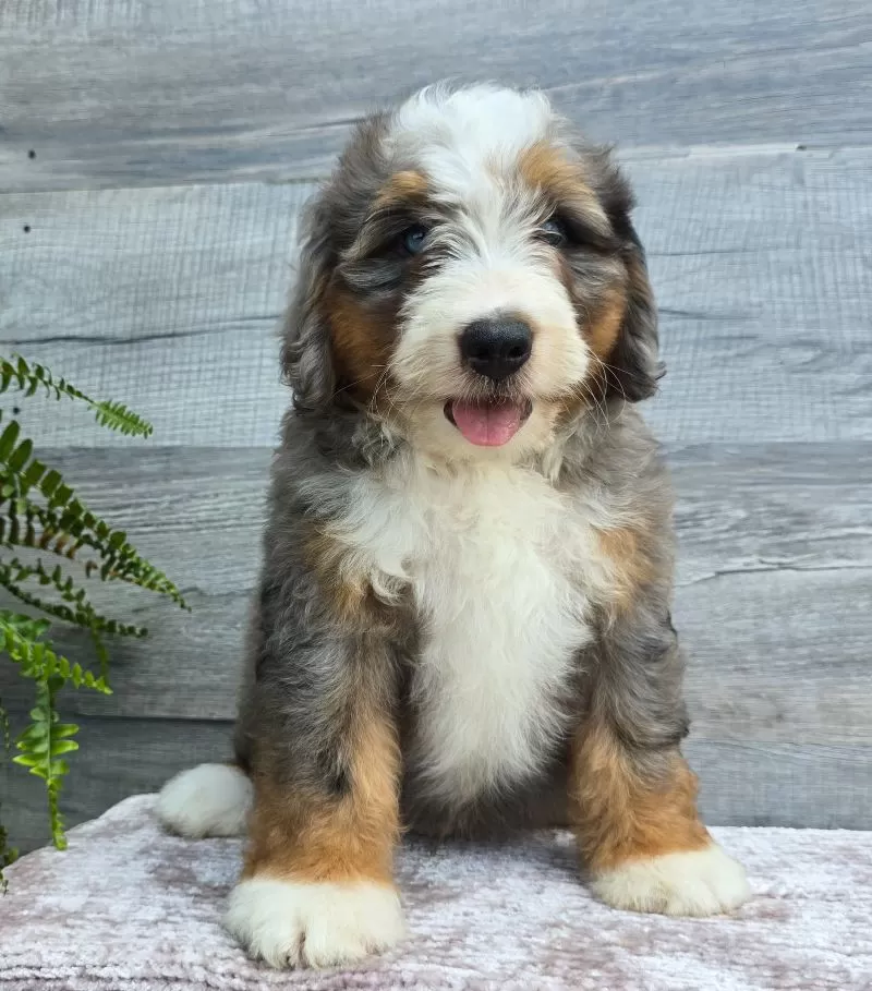 Mini Knox