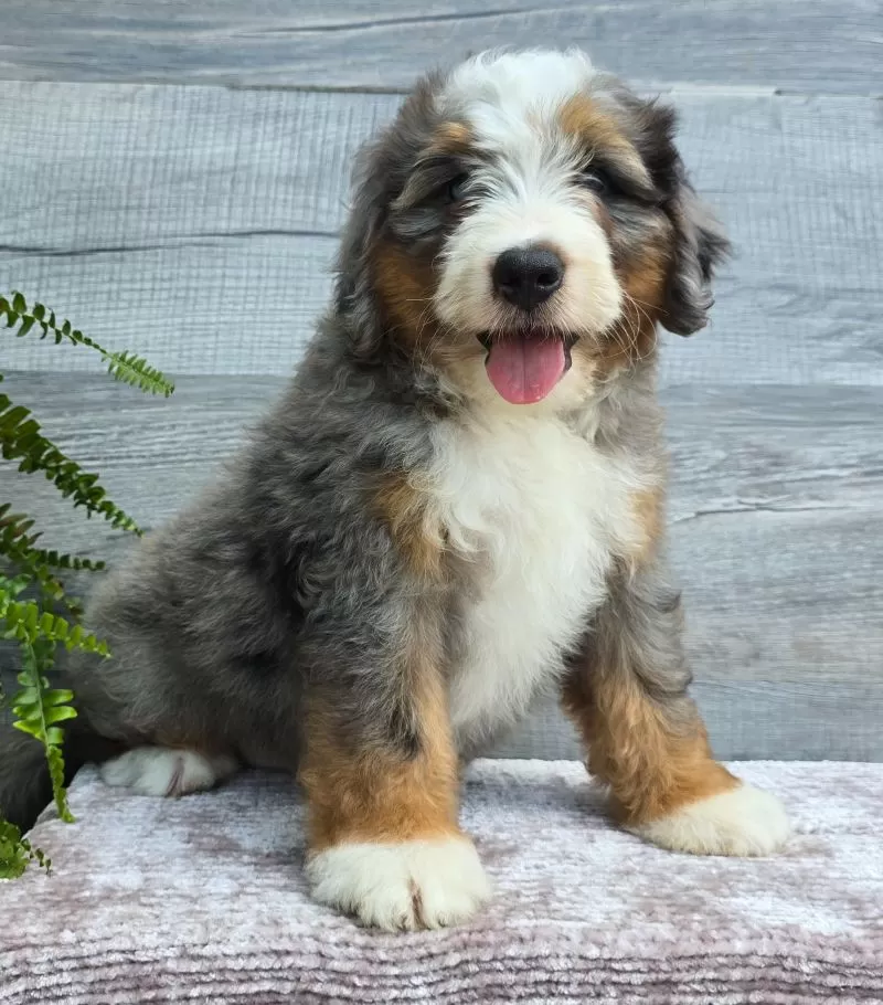 Mini Knox