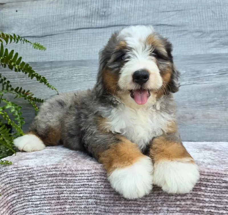 Mini Knox