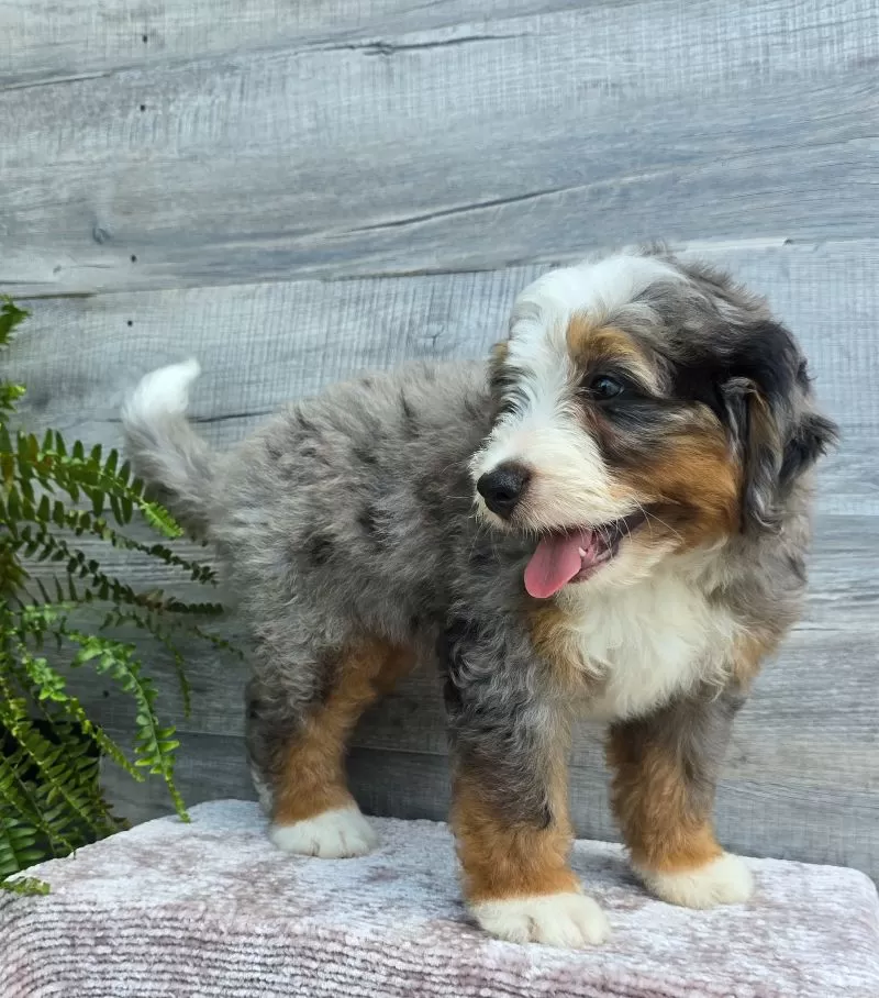 Mini Knox