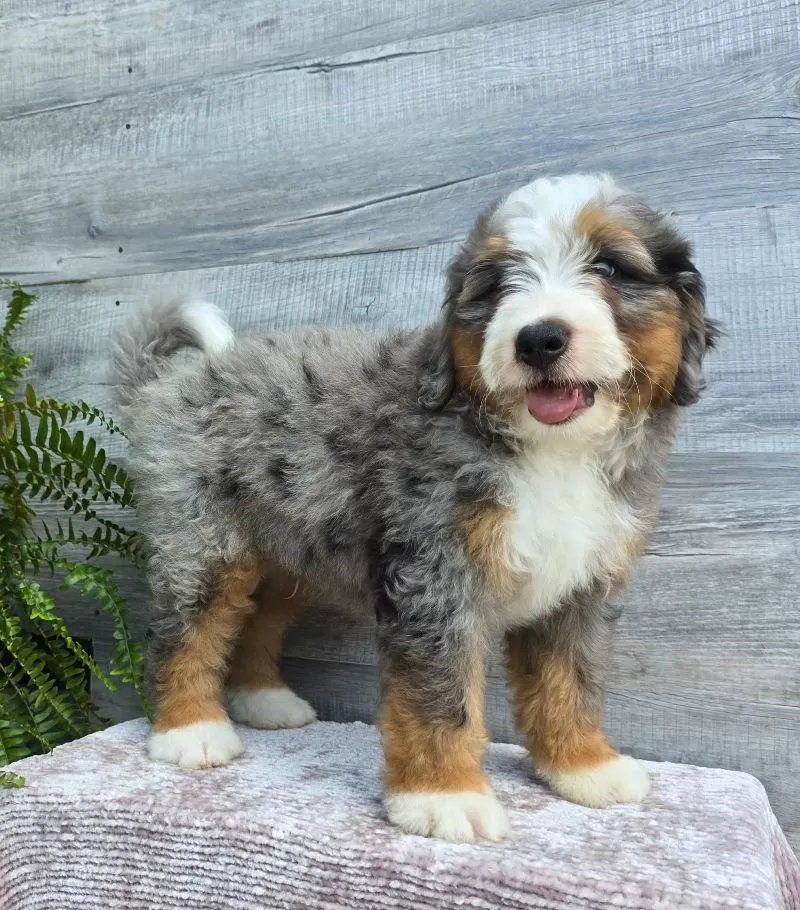 Mini Knox