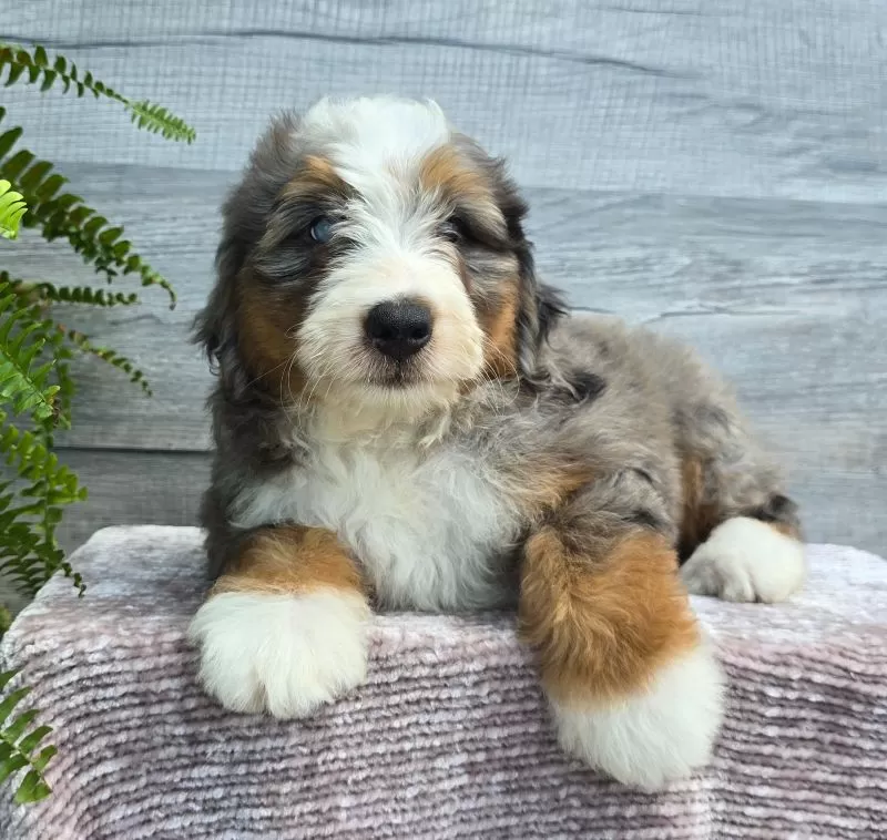 Mini Knox
