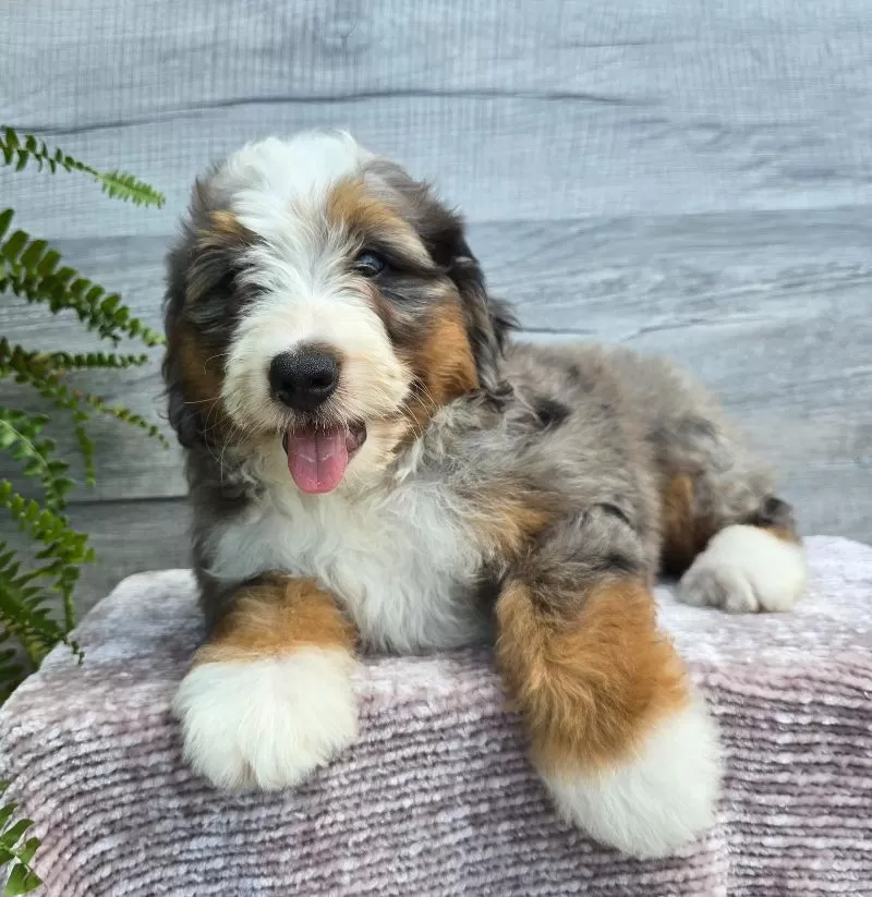 Mini Knox