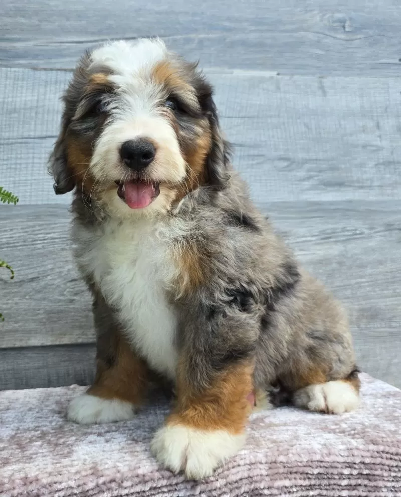 Mini Knox