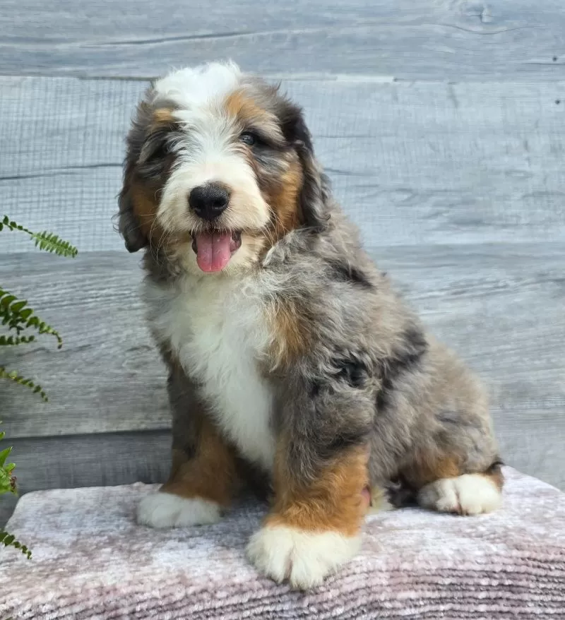 Mini Knox