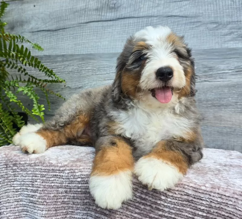 Mini Knox
