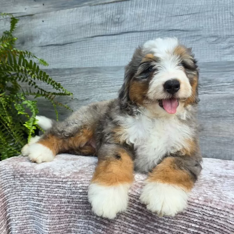 Mini Knox