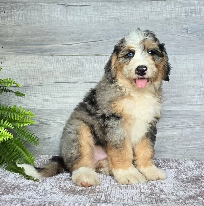 Puppy Name: Mini Zues