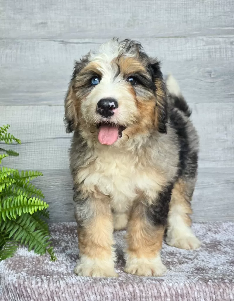 Mini Zues