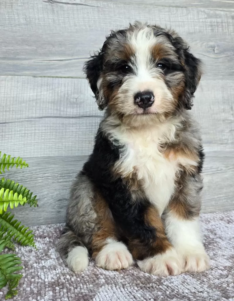 Puppy Name: Mini Tank
