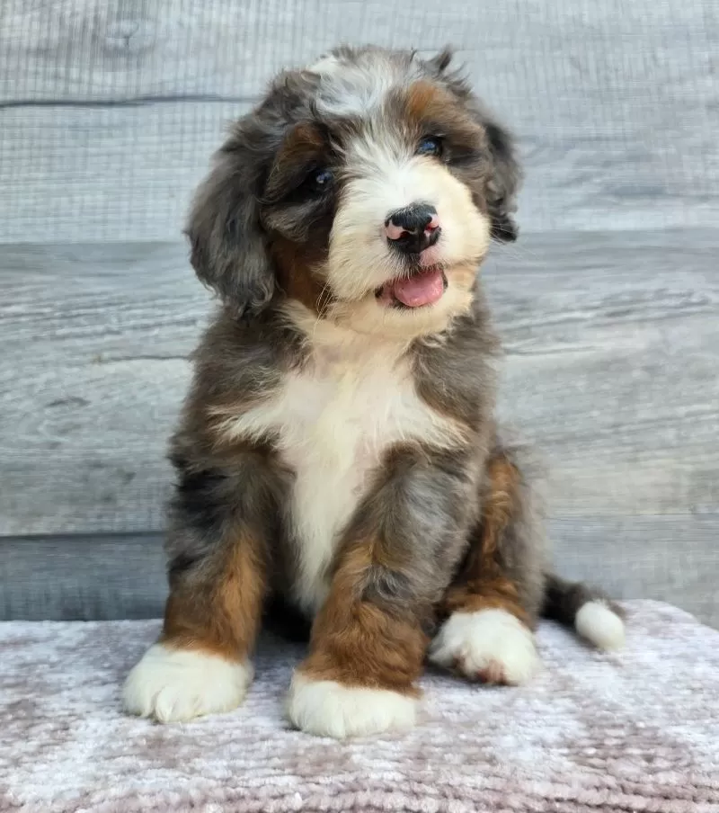 Puppy Name: Mini Gracie