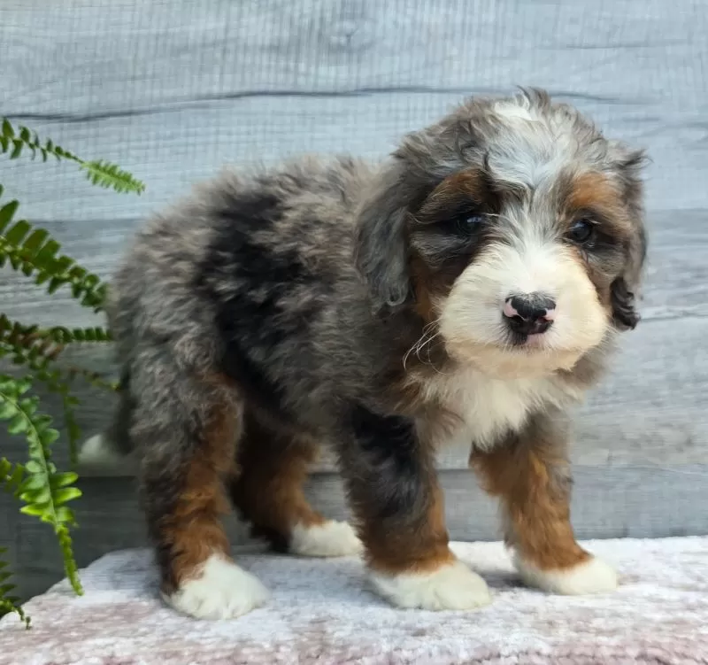 Mini Gracie
