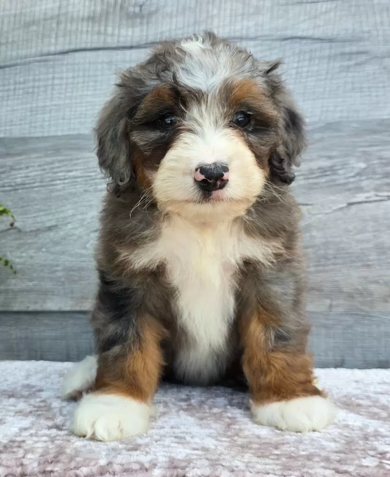 Mini Gracie