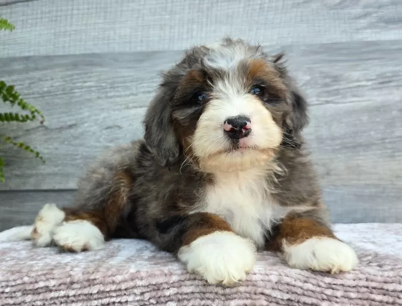 Mini Gracie