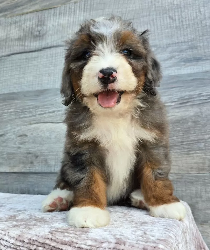 Mini Gracie