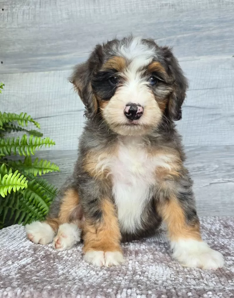 Puppy Name: Mini Daisy