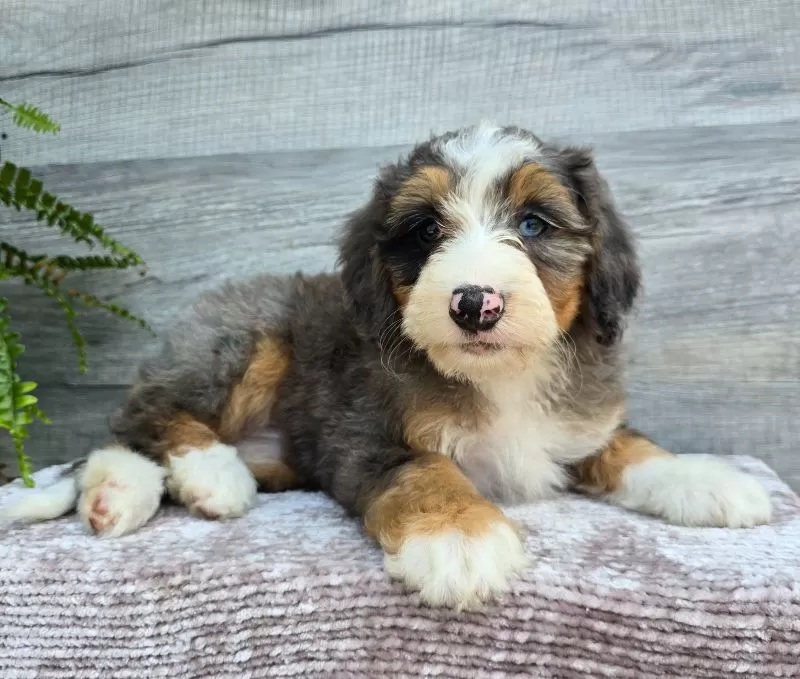 Mini Daisy