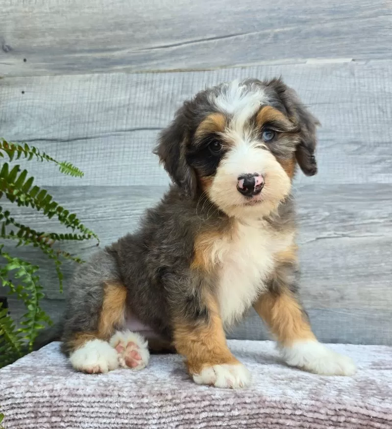 Mini Daisy