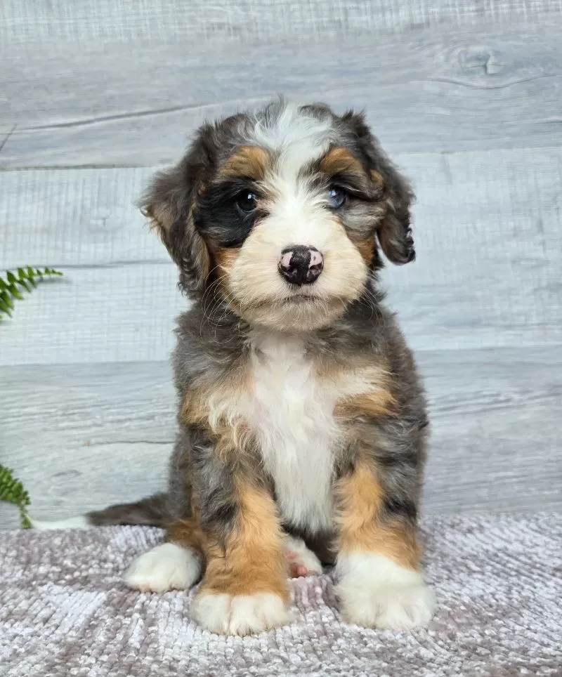Mini Daisy